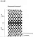 Fig. 08 - Method for producing electrode for aluminum electrolytic capacitor