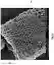 Fig. 16 - Diatomaceous energy storage devices