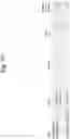 Fig. 28 - PARTICLES ENCAPSULATING FUSION PROTEINS CONTAINING LINKED EPITOPES