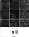 Fig. 09 - CARDIAC PROGENITOR CELLS HAVING ENHANCED p53 EXPRESSION AND USES THEREOF