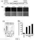 Fig. 02 - RECOMBINANT BACULOVIRUSES AND USES THEREOF