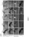 Fig. 09 - RECOMBINANT BACULOVIRUSES AND USES THEREOF