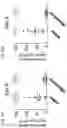 Fig. 19 - COMPOSITIONS AND RELATED METHODS FOR CONTROLLING VECTOR-BORNE DISEASES