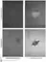 Fig. 51 - COMPOSITIONS AND RELATED METHODS FOR CONTROLLING VECTOR-BORNE DISEASES