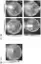 Fig. 63 - COMPOSITIONS AND RELATED METHODS FOR CONTROLLING VECTOR-BORNE DISEASES