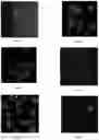 Fig. 02 - Conformal coating of biological surfaces
