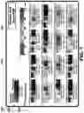 Fig. 10 - Systems, methods, and interfaces for use in cardiac evaluation