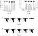 Fig. 05 - Systems and methods for oleophobic composite membranes