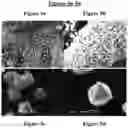 Fig. 08 - Morphologically controlled synthesis of ferric oxide nano/micro particles