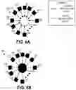 Fig. 06 - Microfluidic network
