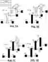 Fig. 07 - Microfluidic network