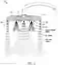 Fig. 02 - IMMERSIVE SHOWERHEAD