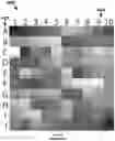 Fig. 07 - Instant ticket redundancy via multi-chromatic indicia