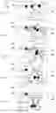 Fig. 16 - Nonlinear walking apparatus