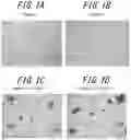 Fig. 02 - Method of producing surface-treated carbon nanostructures
