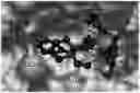 Fig. 01 - MASP-2 inhibitors and methods of use