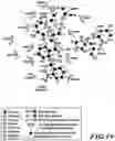 Fig. 20 - MASP-2 inhibitors and methods of use