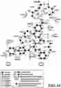 Fig. 24 - MASP-2 inhibitors and methods of use