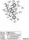 Fig. 25 - MASP-2 inhibitors and methods of use