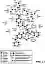 Fig. 26 - MASP-2 inhibitors and methods of use