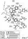 Fig. 28 - MASP-2 inhibitors and methods of use