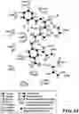 Fig. 31 - MASP-2 inhibitors and methods of use