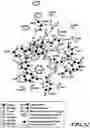 Fig. 33 - MASP-2 inhibitors and methods of use