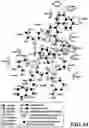 Fig. 34 - MASP-2 inhibitors and methods of use