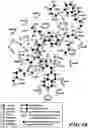 Fig. 41 - MASP-2 inhibitors and methods of use