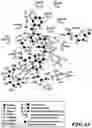 Fig. 44 - MASP-2 inhibitors and methods of use
