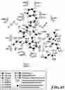 Fig. 46 - MASP-2 inhibitors and methods of use