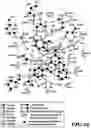 Fig. 47 - MASP-2 inhibitors and methods of use