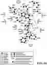 Fig. 55 - MASP-2 inhibitors and methods of use