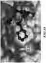 Fig. 59 - MASP-2 inhibitors and methods of use