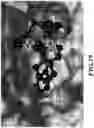 Fig. 60 - MASP-2 inhibitors and methods of use