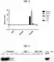 Fig. 08 - Compositions and methods of modulating the immune response by activating alpha protein kinase 1