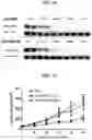 Fig. 10 - Compositions and methods of modulating the immune response by activating alpha protein kinase 1