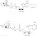 Fig. 117 - Compositions and methods of modulating the immune response by activating alpha protein kinase 1