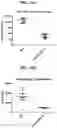Fig. 30 - Compositions and methods of modulating the immune response by activating alpha protein kinase 1