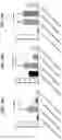 Fig. 33 - Compositions and methods of modulating the immune response by activating alpha protein kinase 1