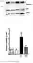 Fig. 04 - Vasoactive polypeptides for smooth muscle relaxation