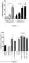Fig. 08 - Vasoactive polypeptides for smooth muscle relaxation
