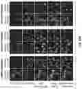 Fig. 23 - Recombinant polypepties for membrane fusion and uses thereof