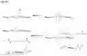Fig. 06 - Immunoglobulins and uses thereof