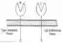 Fig. 01 - TIGIT- AND LIGHT-BASED CHIMERIC PROTEINS
