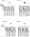 Fig. 43 - TIGIT- AND LIGHT-BASED CHIMERIC PROTEINS