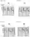Fig. 44 - TIGIT- AND LIGHT-BASED CHIMERIC PROTEINS