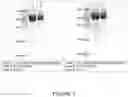 Fig. 02 - CD200 mutants and its uses
