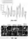 Fig. 24 - Anti-tau antibodies and methods of use