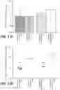 Fig. 33 - Anti-Tau antibodies and methods of use